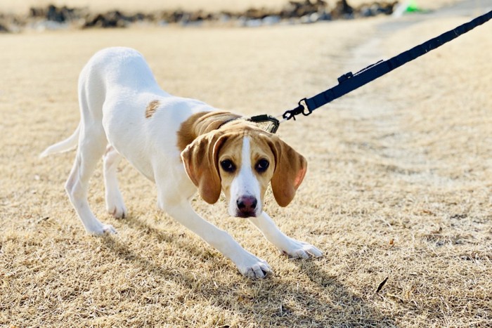 立ち止まる犬