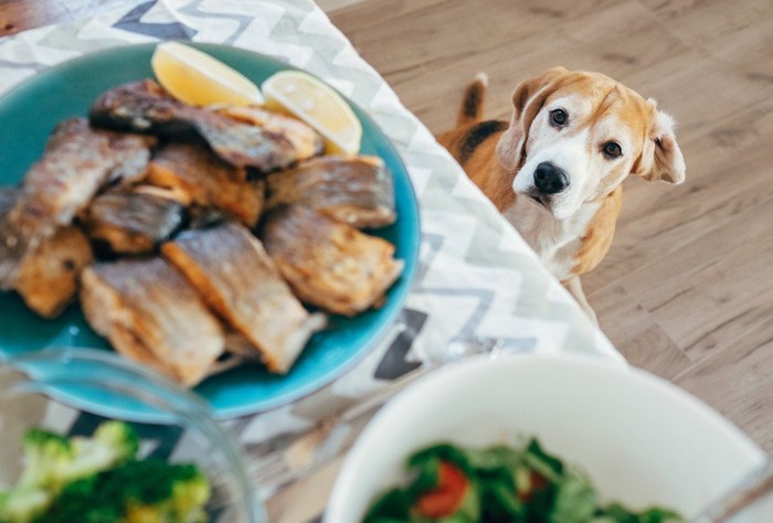 テーブルの上の食べものを見つめる犬