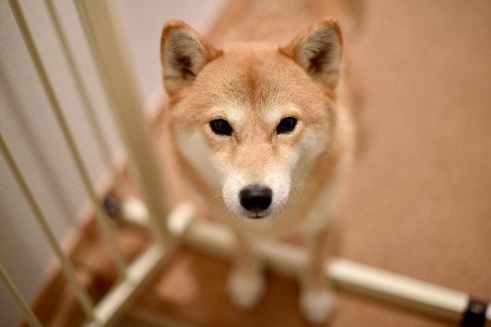 開いたペットゲート、柴犬