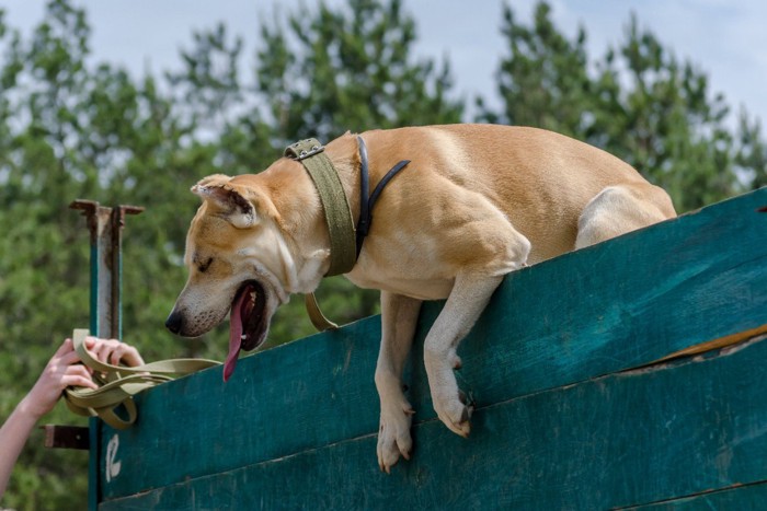 ウォールによじ登った犬