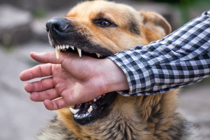 誰かの右手を噛み付いている犬