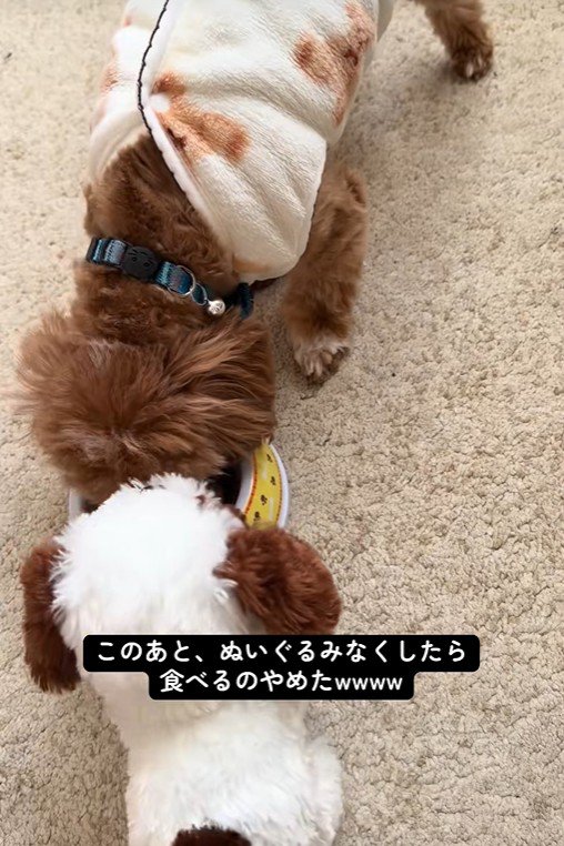 こあ君のご飯の横におもちゃを置いたら5