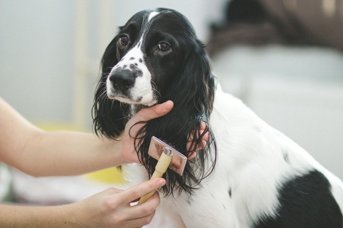 耳の飾り毛を梳く犬