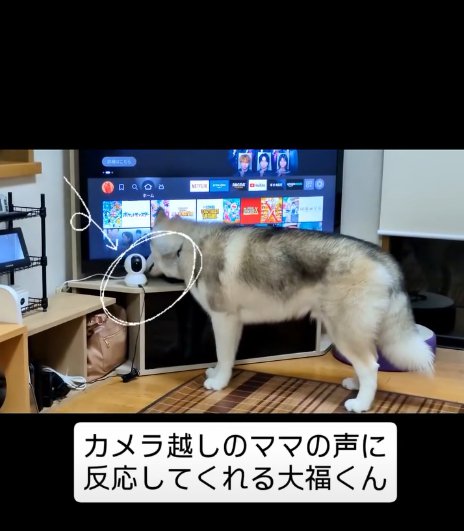 カメラに近づく犬2