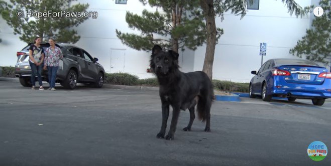 子犬の声に首をかしげる犬