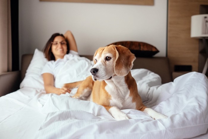 女性と一緒にベッドに登る犬