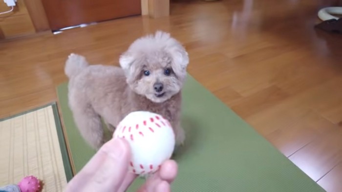 ボールで遊ぶ虎太郎くん