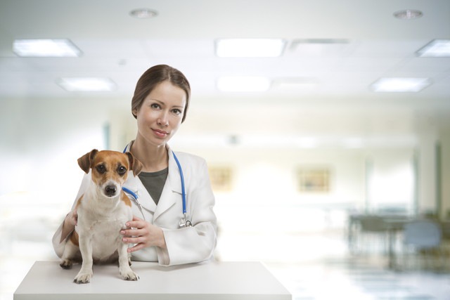 犬と獣医さん