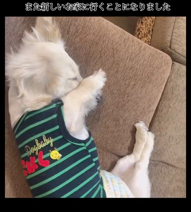 新しい犬生の始まり