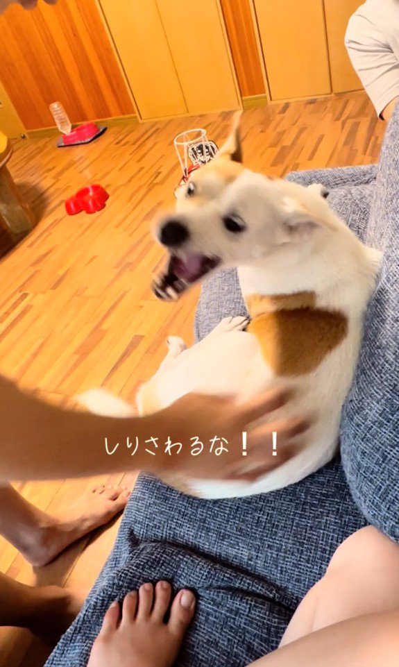 触らないで！