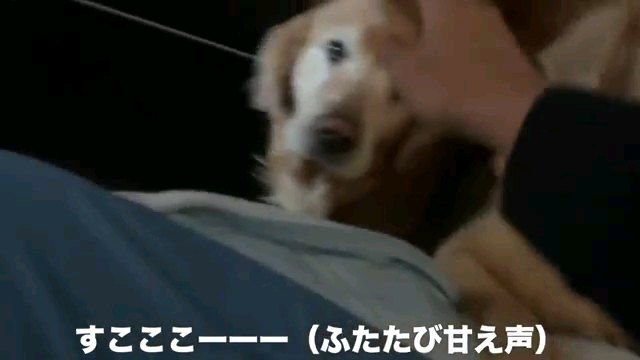 すこここーーー～字幕