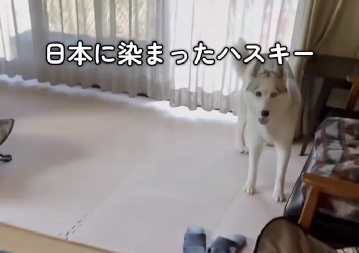 室内でこちらを見つめる犬