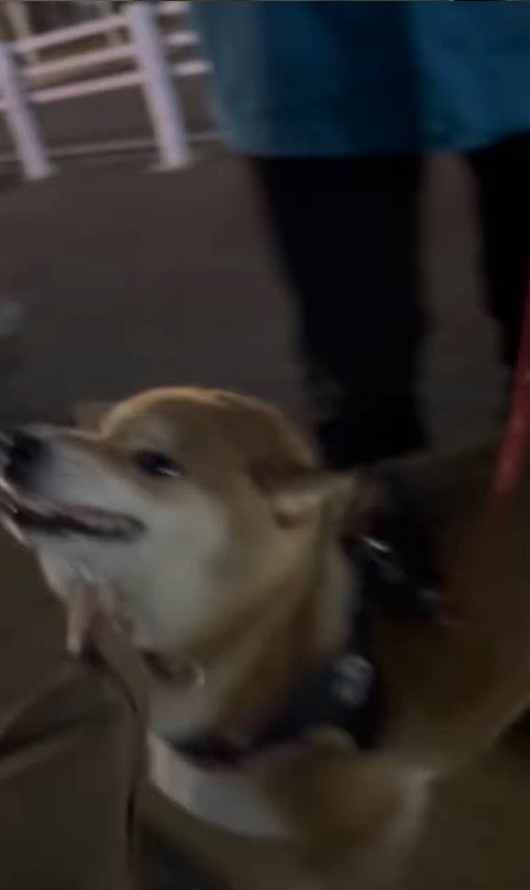 はちちゃんにドッキリを仕掛けた時の反応9