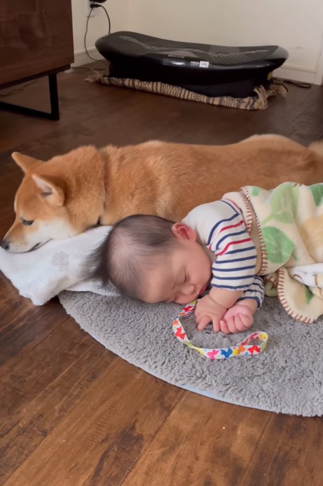 休む柴犬