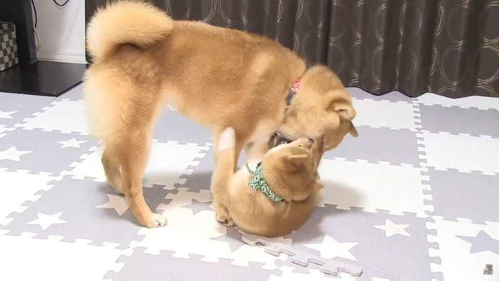 柴犬2匹のプロレス