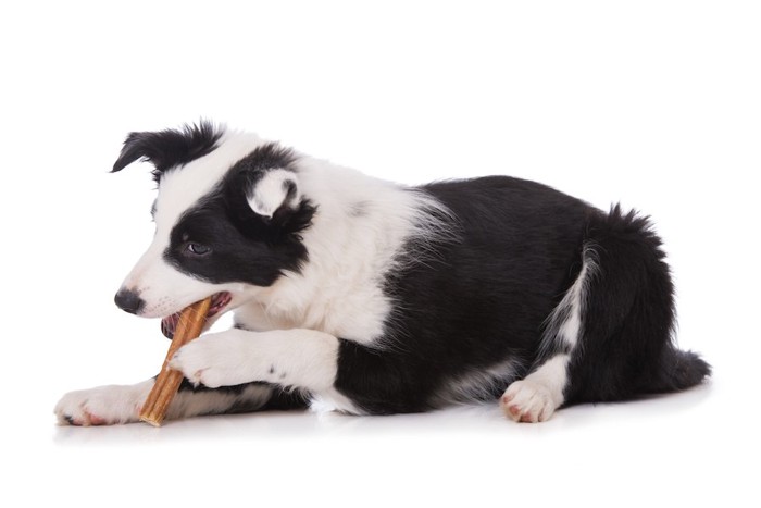 犬用のオヤツを手で押さえて食べる犬