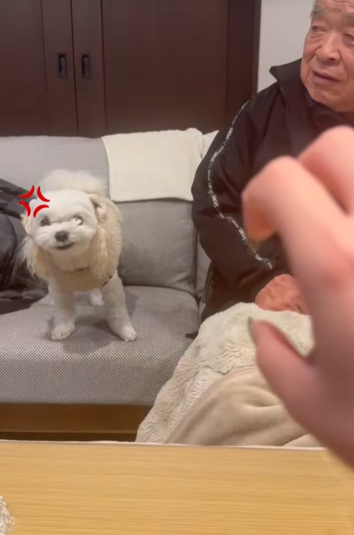 伸びてくる手に怒る小型犬