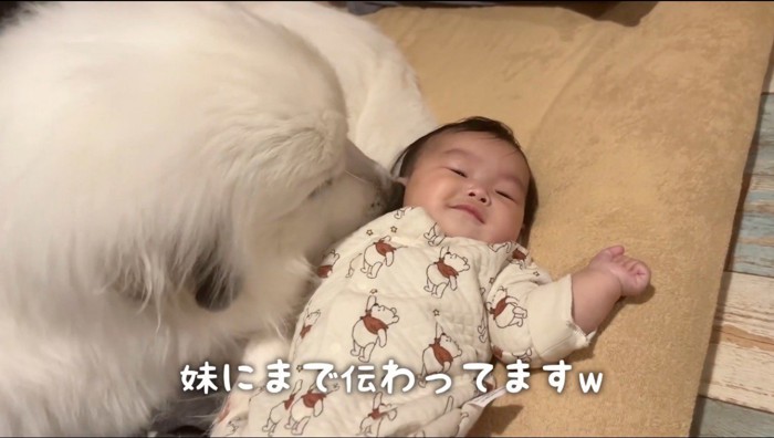 赤ちゃんの顔を舐める犬