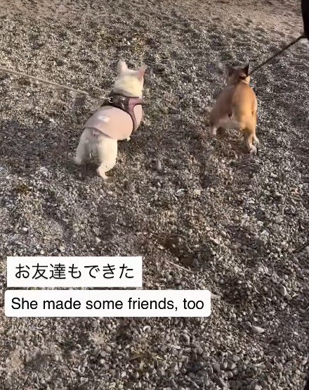 仲良しの友達犬もできた♪