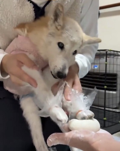 お餅を見つめる犬