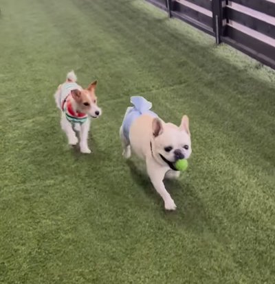 ドッグランで遊ぶ犬たち