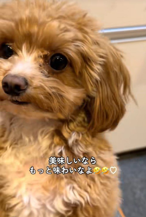 みかんを食べるこあ君4