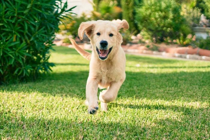 駆け寄る犬