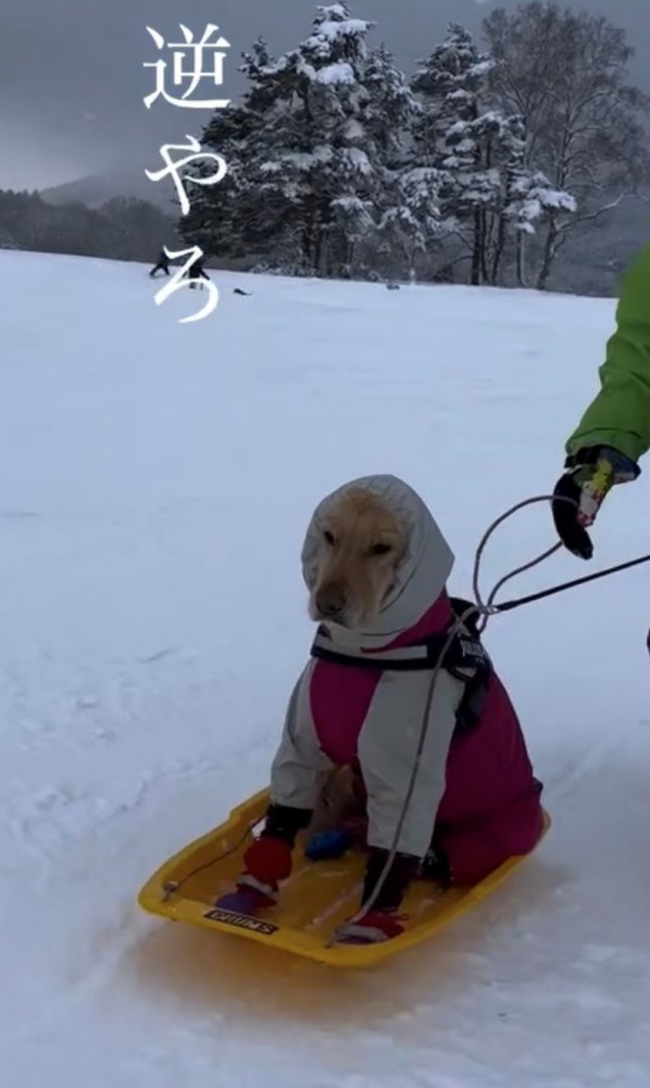 ソリに乗る犬1