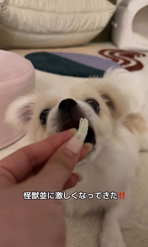 歯磨きガムを怖がるぽっぷくん5