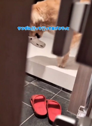 サンダルをくわえる大型犬