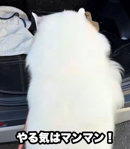 車に勢いよく飛び乗る犬