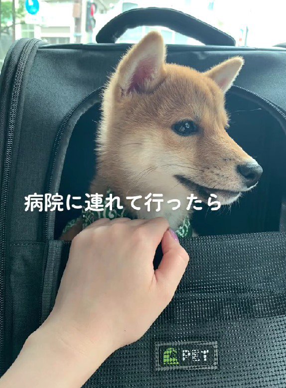 動物病院に連れていくことに