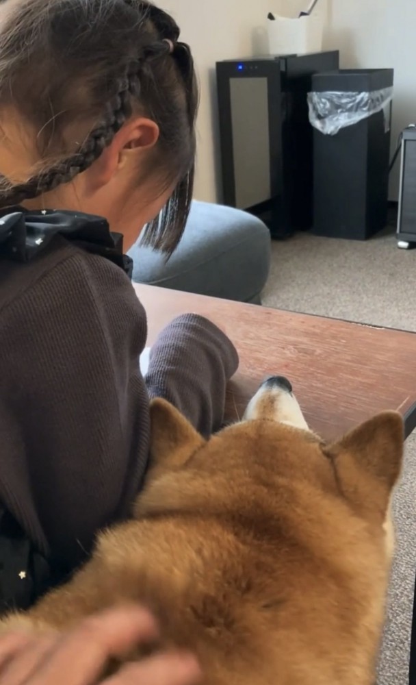 机をかじる犬