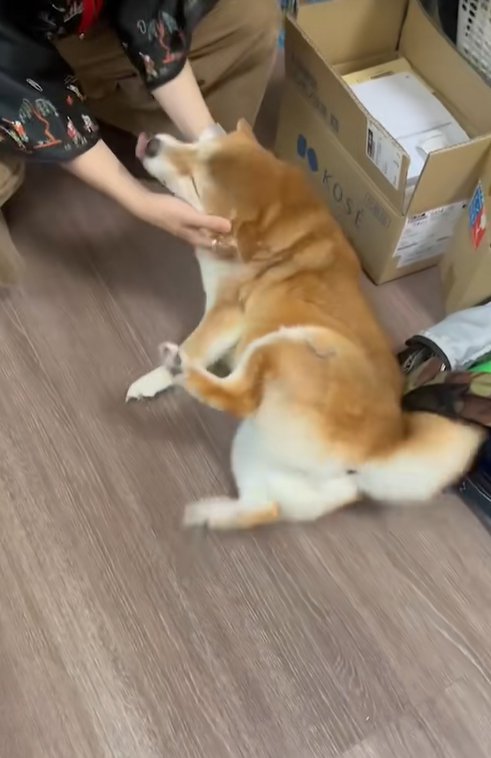 撫でてもらって目を細める柴犬