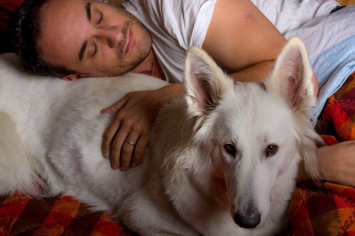 男性と一緒にベッドで寝ている犬