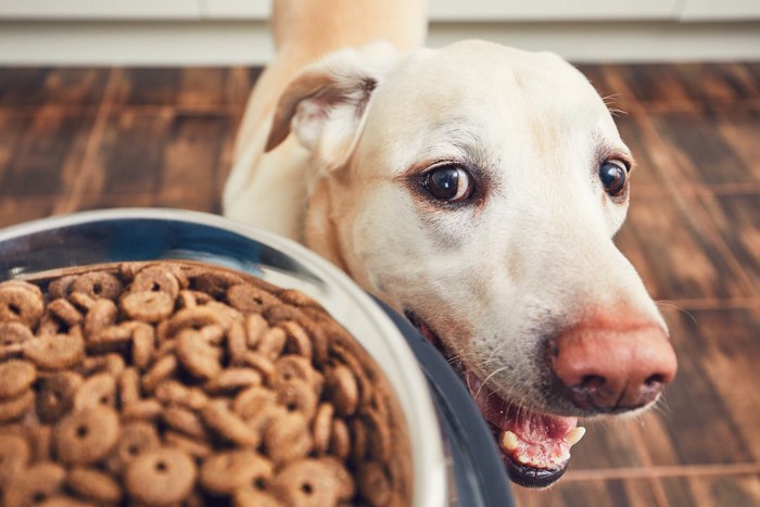 ご飯を見て嬉しそうな表情をする犬