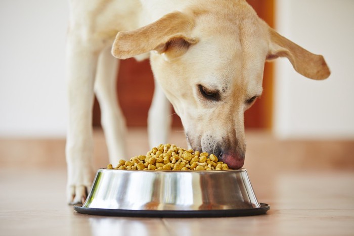 フードを食べている犬