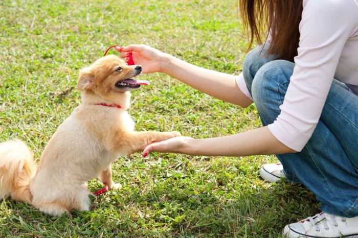 お手をする犬