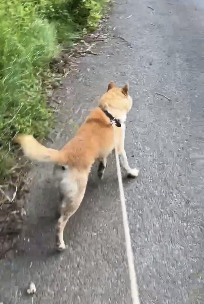 引き返し始める犬