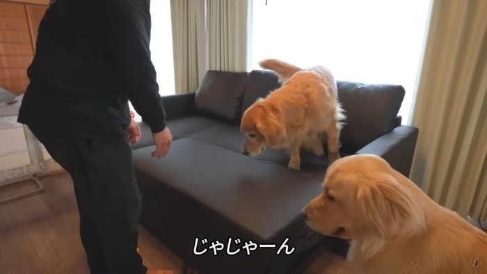 ザワザワする犬たちが可愛い…♡