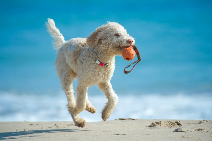 オモチャを咥えて砂浜を走る犬