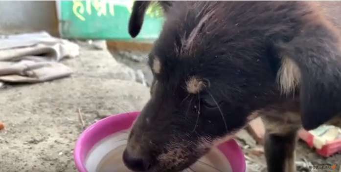 水を飲む子犬