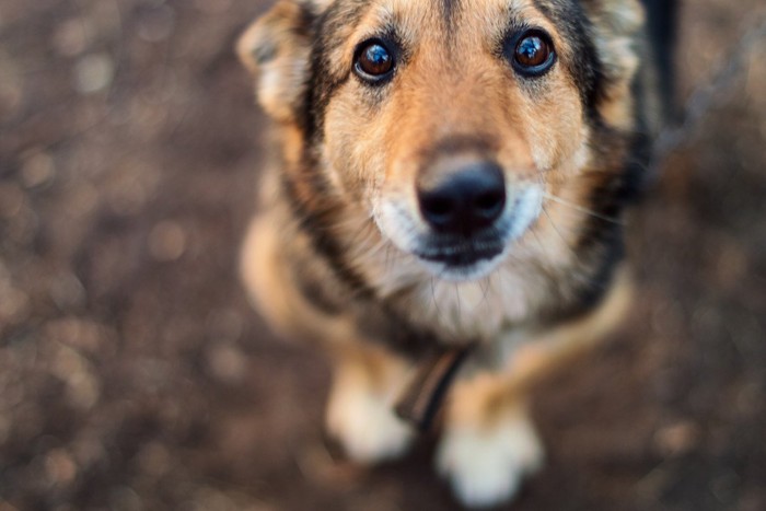 見つめる犬