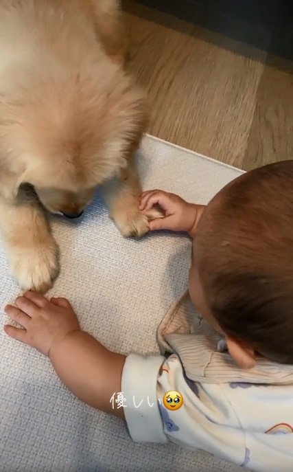 あしゅちゃんの前足を強く掴む赤ちゃん