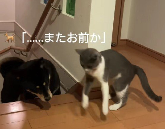 「…またおまえか」