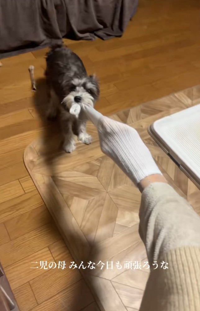 靴下を取ろうとする犬