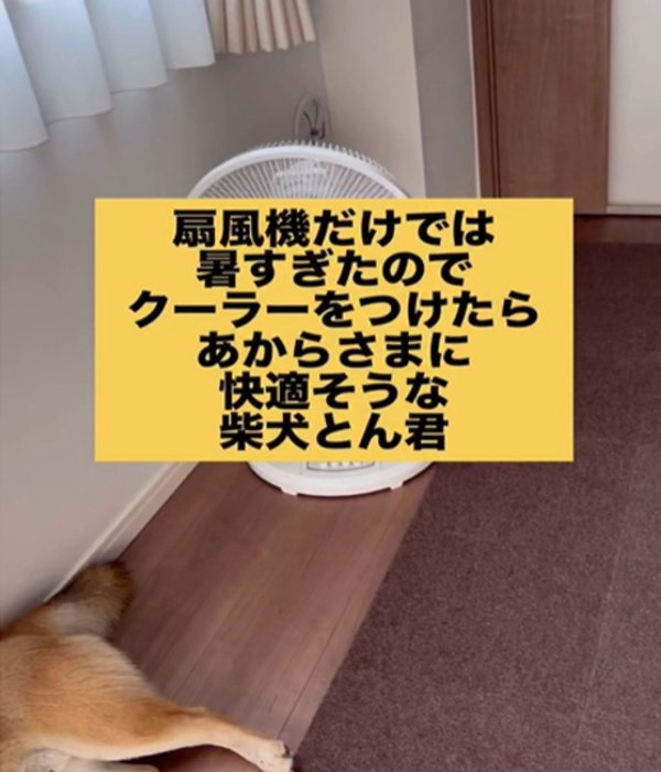 扇風機と犬