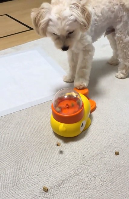 何度もレバーを押すココくん