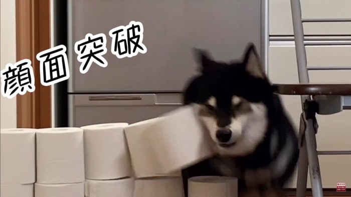 大河くんのトイレットペーパーチャレンジ3