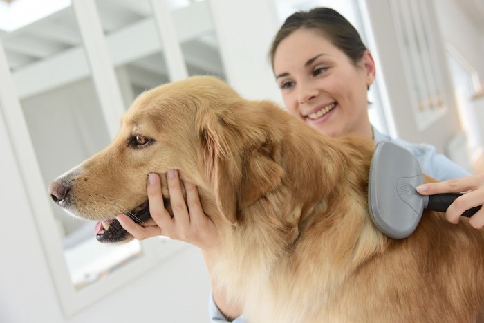 女性にブラッシングされている犬